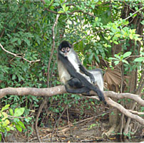 Monkey - Belize Zoo