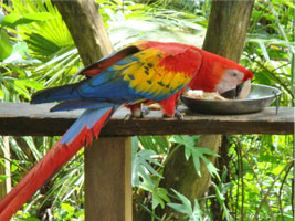 Macaw Parrot - Belize Zoo