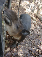 Tapir - Belize Zoo